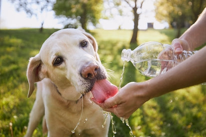 Sørg for å holde hunden din hydrert i sommervarmen!