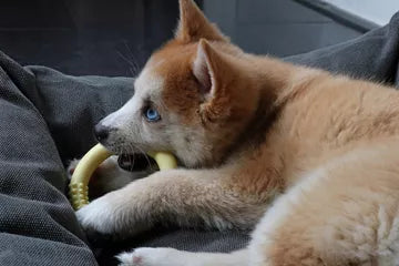 Miljøvennlig, trygg og bærekraftig tannleke til hund og valp