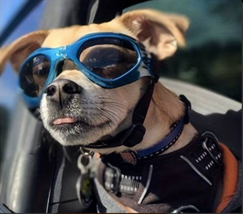 BLACK SUNGLASSES SMALL DOG