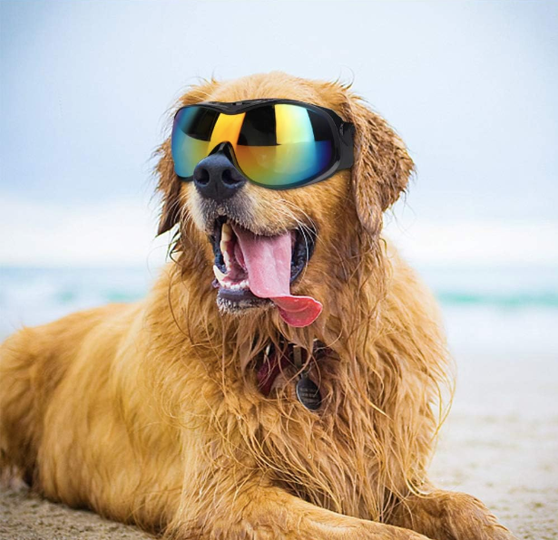TRANSPARENT SUNGLASSES MEDIUM - LARGE DOG