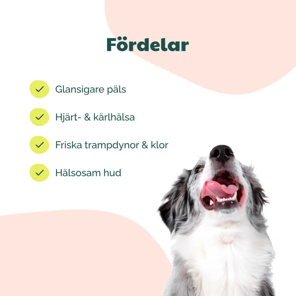 Buddy pet foods -  Kosttilskudd for hunder med norsk lakseolje for god hjertehelse, bedre fordøyelse, sunne klør og pels