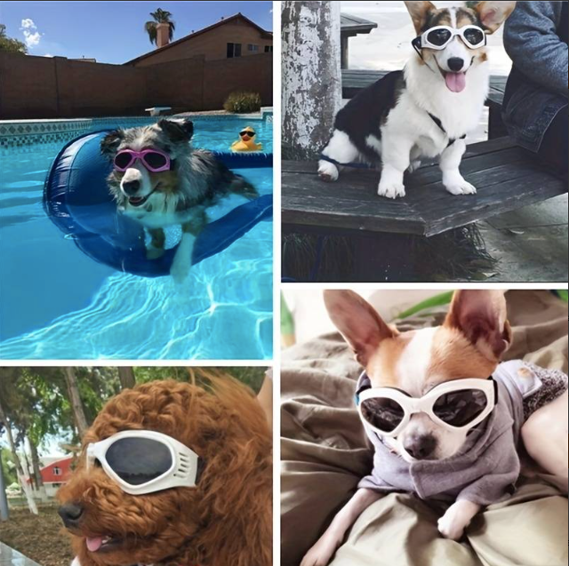 dogs wearing sunglasses