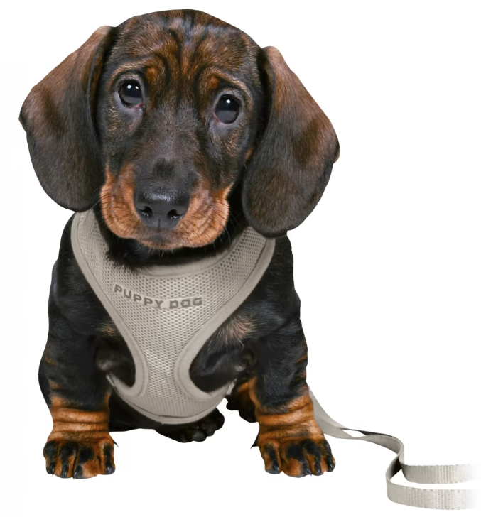 PUPPY SET JUNIOR SOFT LIGHT PURPLE HARNESS