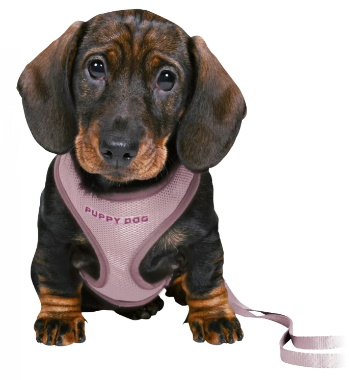PUPPY SET JUNIOR SOFT LIGHT PURPLE HARNESS