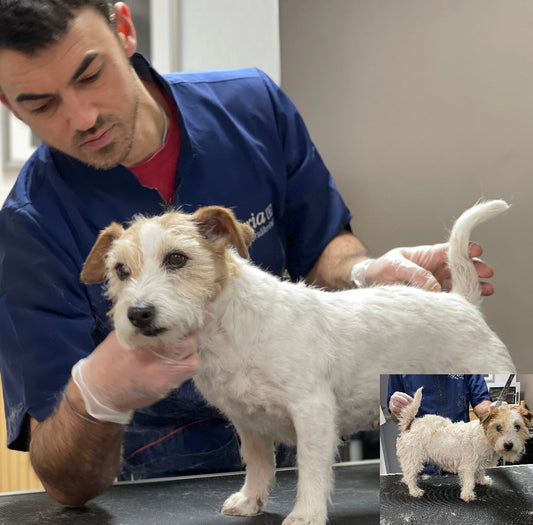 Jack Russell Terrier Grooming Coat Care