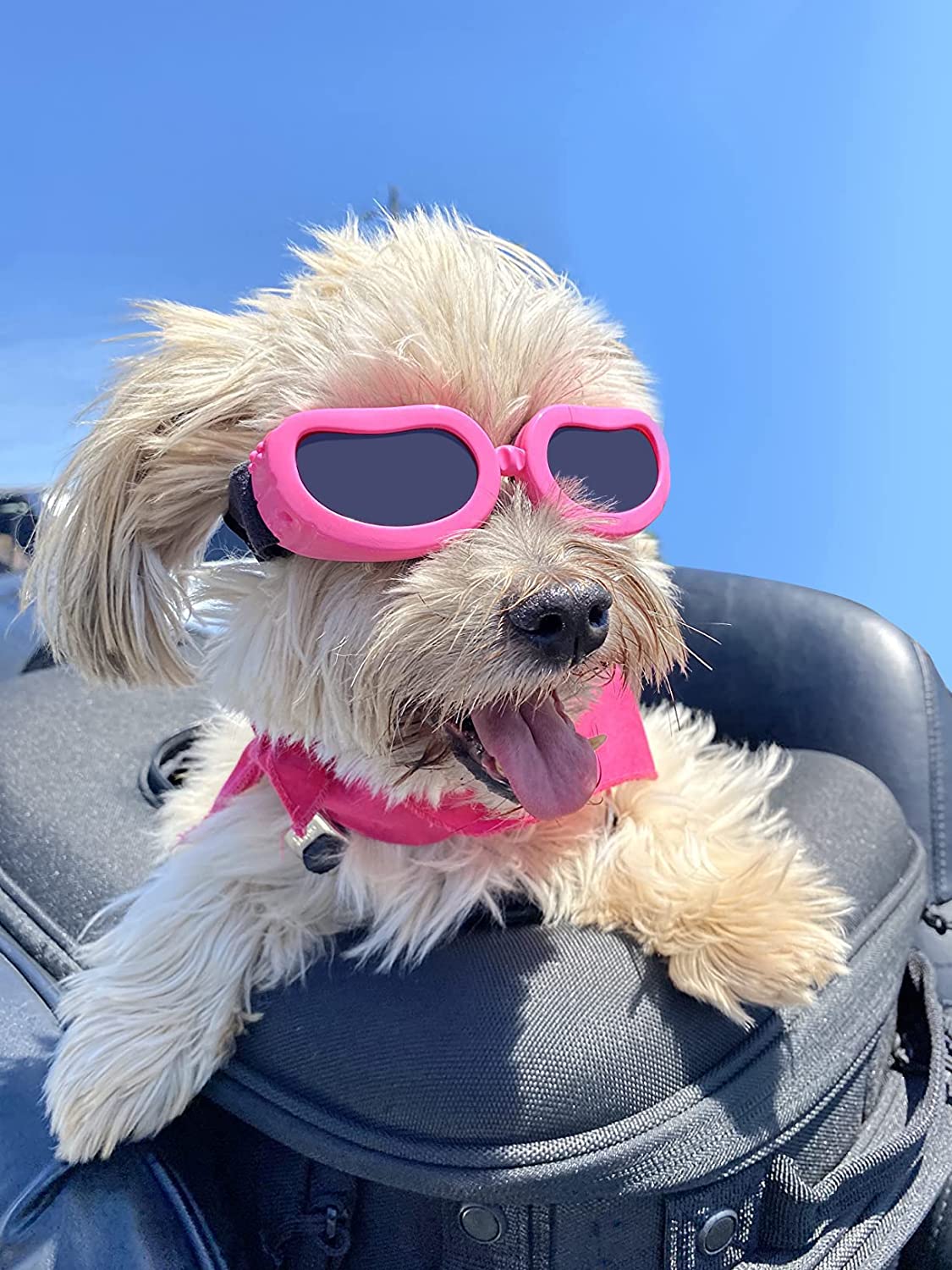 Rosa solbriller til hund