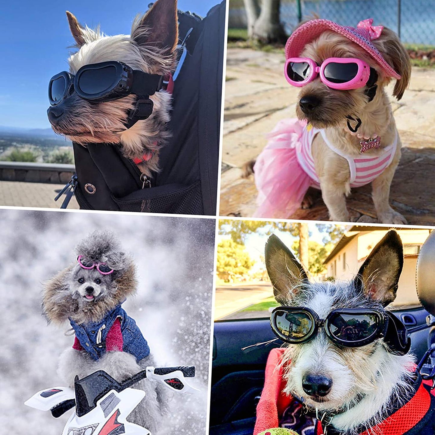 Sorte solbriller til hund