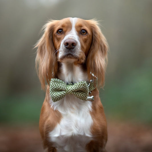 Sage herringbone tweed dog bow tie