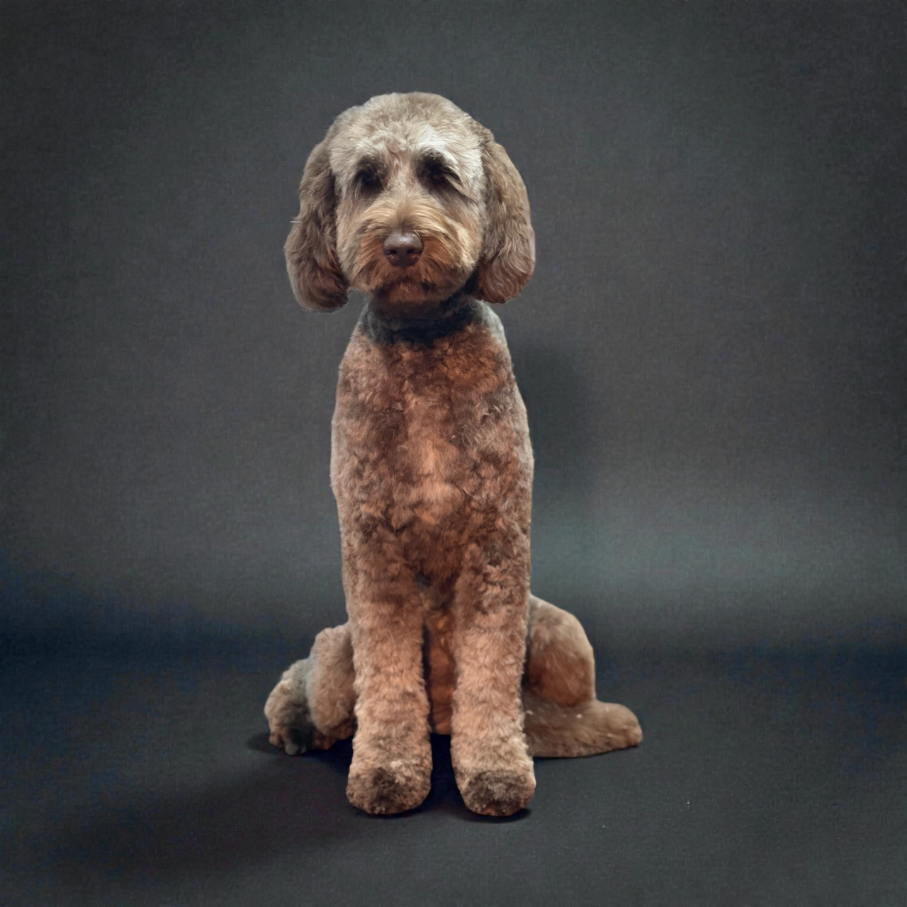 labradoodle relaxed and fresh