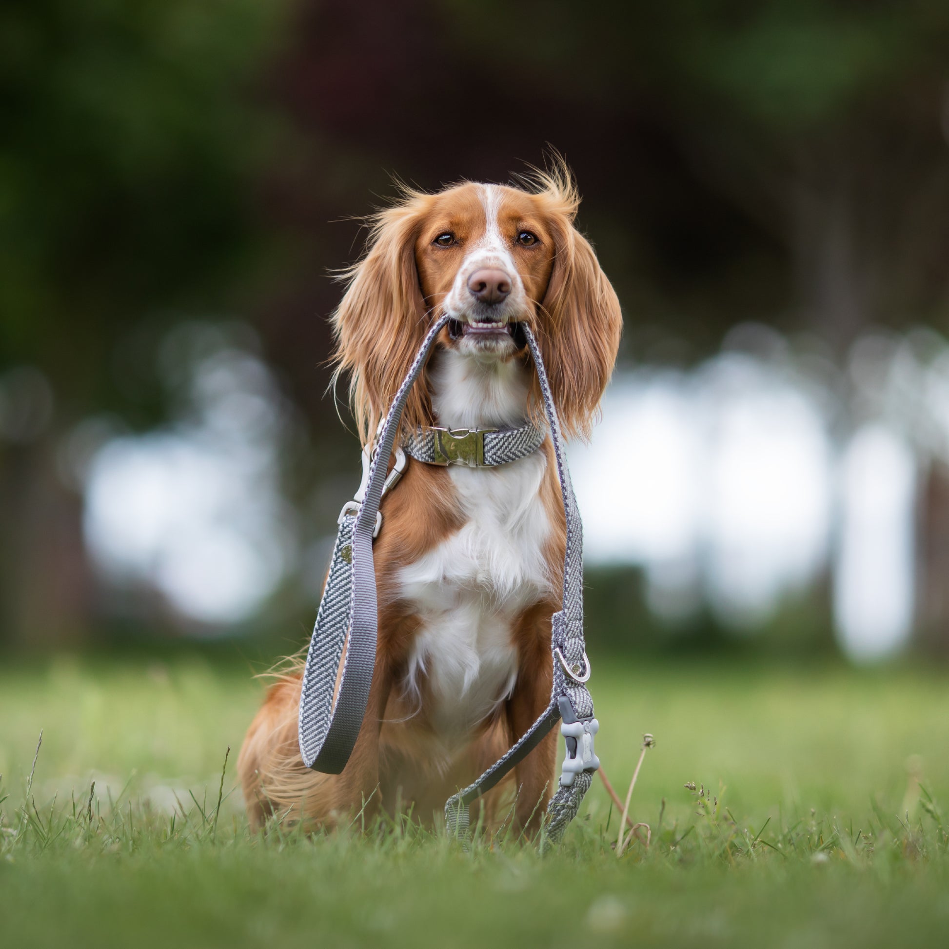 GREY HERRINGBONE TWEED DOG LEAD