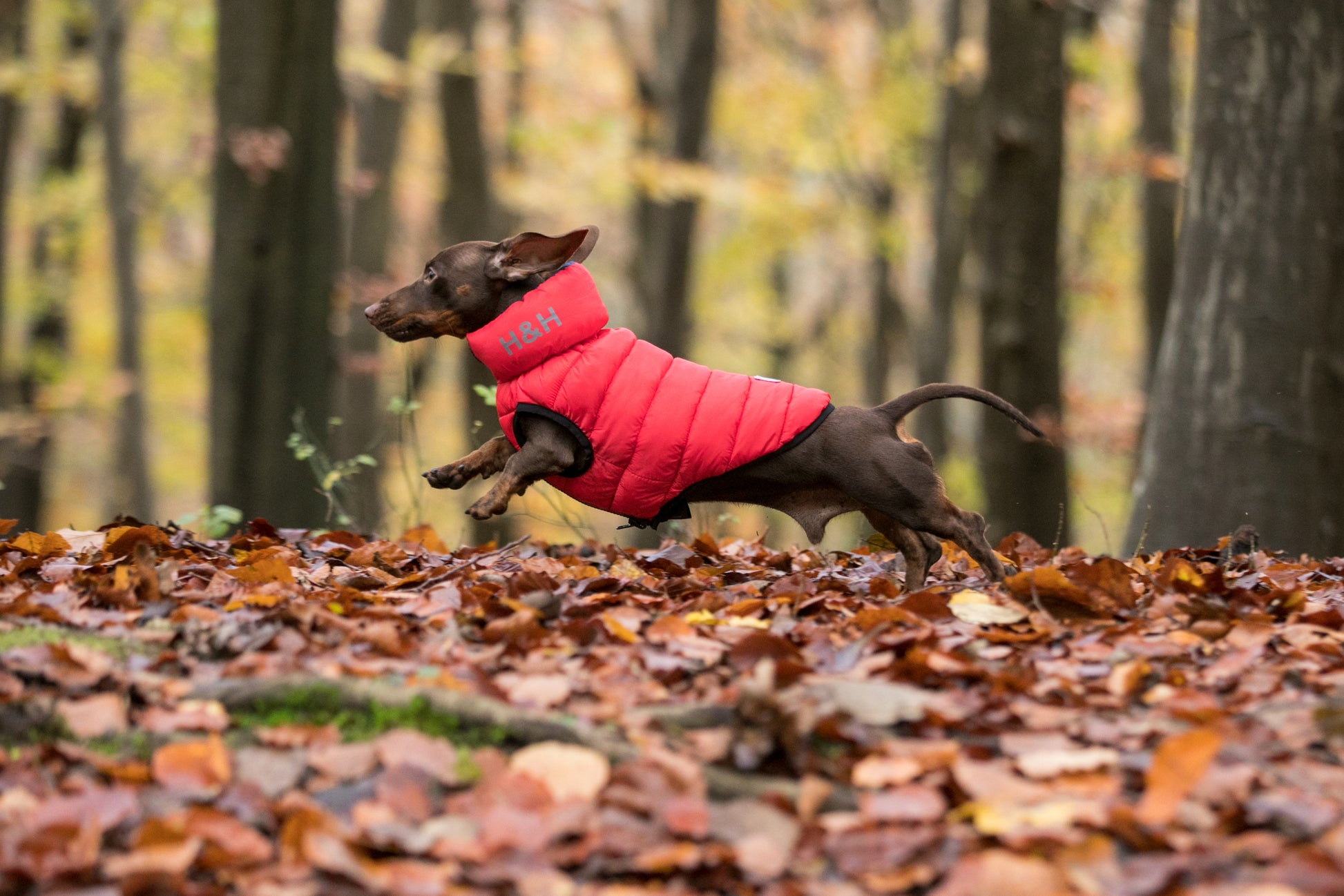 REVERSIBLE DOG PUFFER JACKET