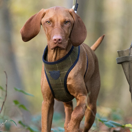 DARK GREEN CHECKED TWEED DOG HARNESS