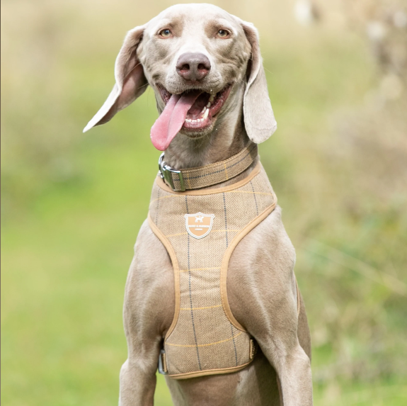 Caramel Checked Herringbone collar and harness